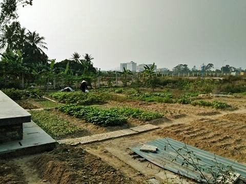 Quỹ đất tại Trung tâm Triển lãm – Hội chợ - Quảng cáo được tận dụng để trồng rau (ảnh: Thụy Miên). Quỹ đất tại Trung tâm Triển lãm – Hội chợ - Quảng cáo được tận dụng để trồng rau (ảnh: Thụy Miên).
