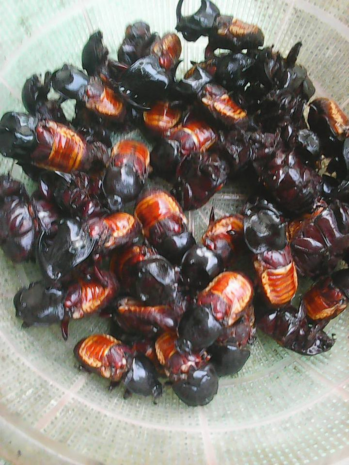 Một loại động vật sống dưới đất hình thù giống con bọ hung mà dân bản thường gọi là "cho che" cũng được sử dụng làm thực phẩm. Ban đầu loại thực phẩm này rất khó ăn nhất là đối với người lạ, nhưng ăn nhiều sẽ quen và rất thấy ngon. Nhưng có người bụng dạ yếu kém, ăn vào đau bụng như chơi. Ảnh: Xuân Quang.