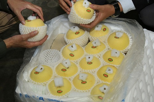 Táo Kinsei sắc vàng của vị thanh dịu, và ngọt mát. Táo Kinsei sắc vàng của vị thanh dịu, và ngọt mát.