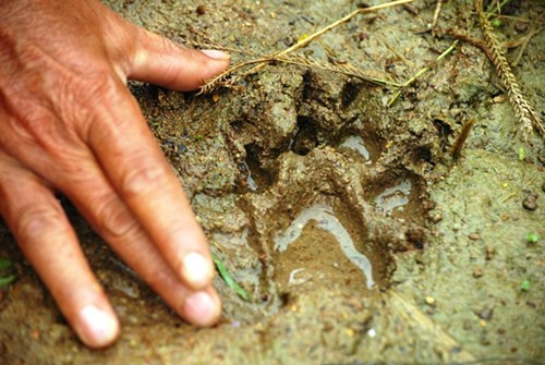 Dấu chân con báo hoa mai lớn để lại sau những lần "xuống núi" bắt gia cầm Dấu chân con báo hoa mai lớn để lại sau những lần "xuống núi" bắt gia cầm