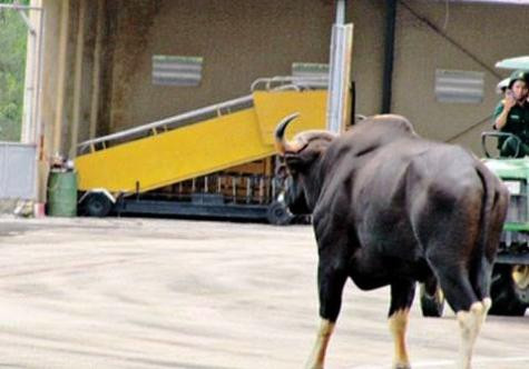 Bò &quot;ung dung&quot; đi ngang qua đường băng