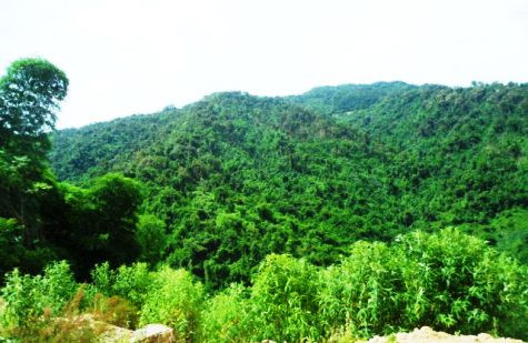 Rừng phòng hộ sông Lò Rừng phòng hộ sông Lò