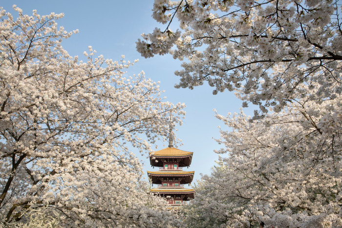 Tour Trung Quốc hành trình 4 đến 7 ngày, khởi hành mùa hoa anh đào có chi phí từ 10,99 triệu đồng. Tour Trung Quốc hành trình 4 đến 7 ngày, khởi hành mùa hoa anh đào có chi phí từ 10,99 triệu đồng.