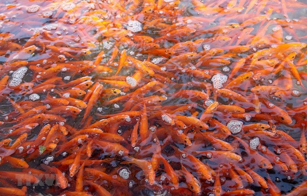 Người dân làng Thủy Trầm, xã Tuy Lộc, huyện Cẩm Khê, Phú Thọ thu hoạch cá chép đỏ để bán vào dịp 23 tháng Chạp. (Ảnh: TTXVN) Người dân làng Thủy Trầm, xã Tuy Lộc, huyện Cẩm Khê, Phú Thọ thu hoạch cá chép đỏ để bán vào dịp 23 tháng Chạp. (Ảnh: TTXVN)