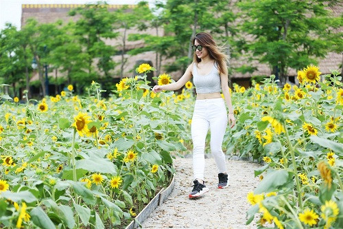 Cánh đồng hoa hướng dương vàng rực. Cánh đồng hoa hướng dương vàng rực.