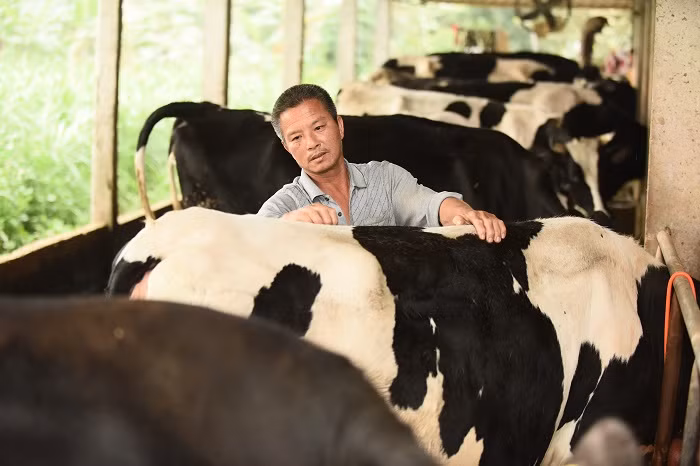 Người nông dân tiếp cận với mô hình chăn nuôi bò sữa theo hướng bền vững và đặt niềm tin vào hiệu quả kinh tế cao mà dự án mang lại.