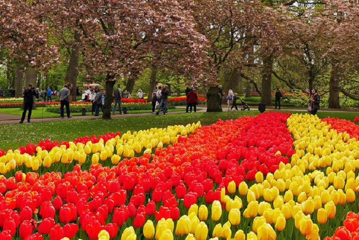 Hàng cây anh đào nở hoa đua sắc với Tulip. Hàng cây anh đào nở hoa đua sắc với Tulip.