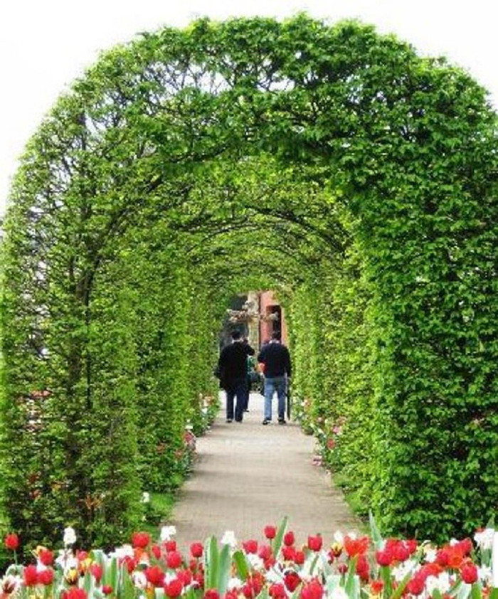 Cổng cây uốn cầu vồng chào đón khách. Cổng cây uốn cầu vồng chào đón khách.