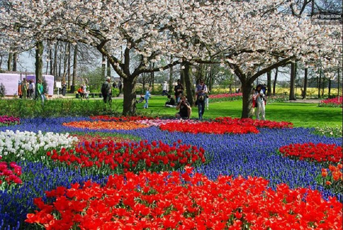 Hàng cây táo nở hoa màu trắng tinh khiết làm nổi bật thêm vẻ đẹp đầy màu sắc của Tulip trong vườn. Hàng cây táo nở hoa màu trắng tinh khiết làm nổi bật thêm vẻ đẹp đầy màu sắc của Tulip trong vườn.