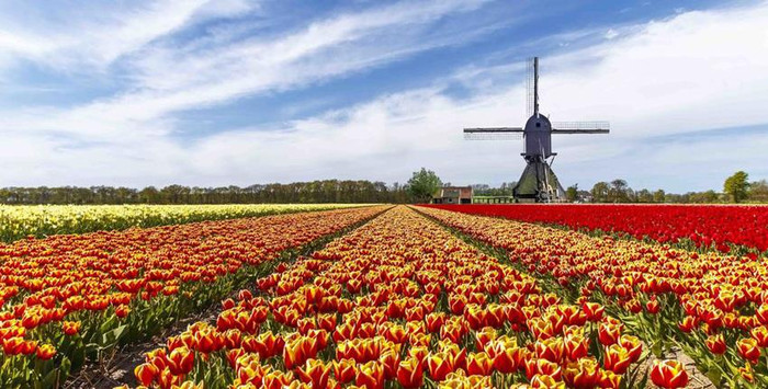 Những biển hoa Tulip trong quần thể công viên Keukenhof. Những biển hoa Tulip trong quần thể công viên Keukenhof.