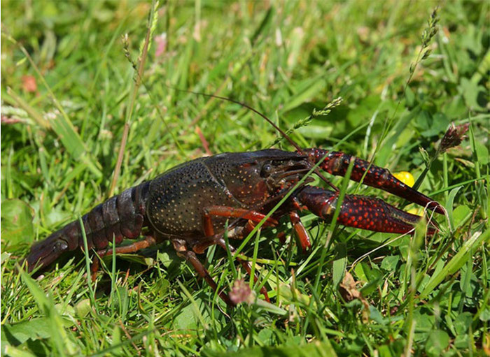 Tôm càng đỏ còn gọi là tôm hùm đất. (Ảnh minh họa: Báo Nông nghiệp) Tôm càng đỏ còn gọi là tôm hùm đất. (Ảnh minh họa: Báo Nông nghiệp)