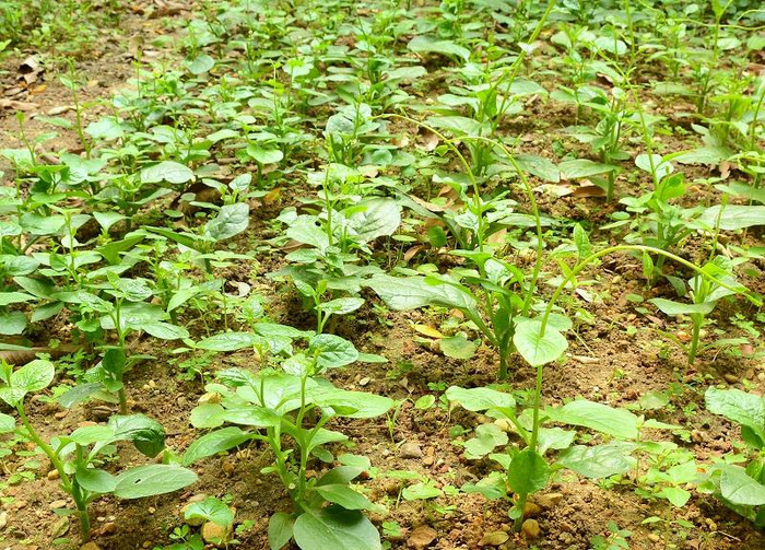 Vườn rau xanh mướt trên đất đồi cằn cỗi của những thầy cô nhà ở xa phải ở lại nhà tập thể cấp 4 bờ rô xi măng “đơn sơ”. Ảnh: Công Tiến