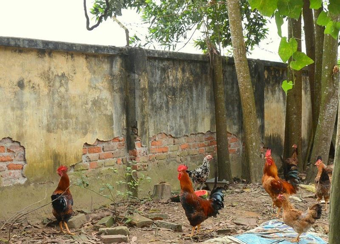 Đồng lương giáo viên eo hẹp, nhiều thầy cô ở khu nội trú tăng gia thêm sau những giờ trên lớp. Ảnh: Công Tiến