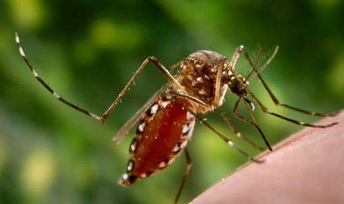 Sốt xuất huyết là bệnh phổ biến ở Việt Nam, trong đó muỗi Aedes aegypti là tác nhân truyền bệnh chính (ảnh: eliminatedengue.com) Sốt xuất huyết là bệnh phổ biến ở Việt Nam, trong đó muỗi Aedes aegypti là tác nhân truyền bệnh chính (ảnh: eliminatedengue.com)