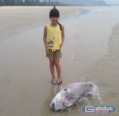 Một con cá Vẩu khoảng 35kg chết trôi dạt vào bờ tại thôn Bình An, xã Lộc Vĩnh hôm 18/4. Ảnh: Bảo Sương. Một con cá Vẩu khoảng 35kg chết trôi dạt vào bờ tại thôn Bình An, xã Lộc Vĩnh hôm 18/4. Ảnh: Bảo Sương.