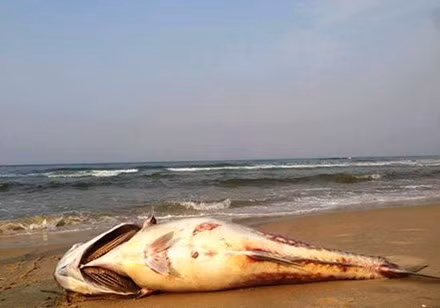 Cá chết dọc bãi biển Miền trung (ảnh của Báo Tiền phong). Cá chết dọc bãi biển Miền trung (ảnh của Báo Tiền phong).