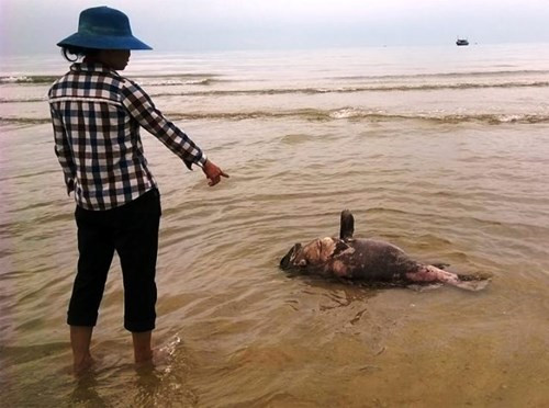 Con cá nặng khoảng 30 kg chết trôi dạt vào bờ biển xã Cảnh Dương, huyện Quảng Trạch. (Ảnh. Huy Hoàng) Con cá nặng khoảng 30 kg chết trôi dạt vào bờ biển xã Cảnh Dương, huyện Quảng Trạch. (Ảnh. Huy Hoàng)
