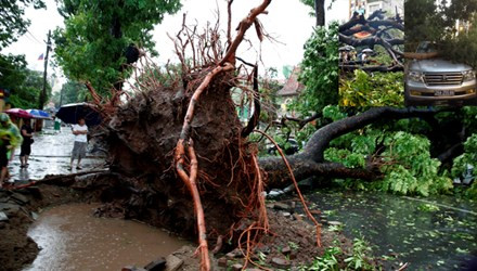 Cơn mưa giông quật đổ cây đè bẹp ô tô trên phố Nguyễn Du. ảnh: Quý Đoàn/VNE. Cơn mưa giông quật đổ cây đè bẹp ô tô trên phố Nguyễn Du. ảnh: Quý Đoàn/VNE.