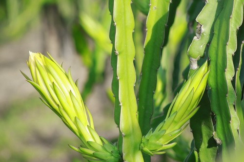 Thương lái Trung Quốc "bỏ chạy" và câu chuyện "ớt mấy lần cay" ảnh 2 Thương lái Trung Quốc "bỏ chạy" và câu chuyện "ớt mấy lần cay" ảnh 2