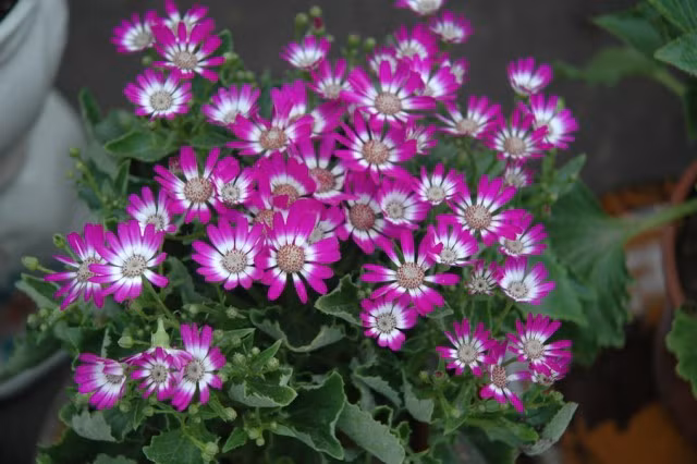 Ảnh minh họa Ảnh minh họa