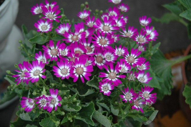 Ảnh minh họa Ảnh minh họa