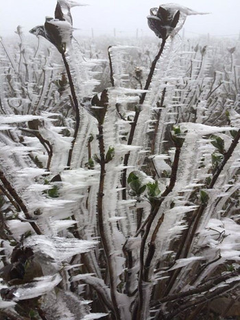 Ảnh minh họa Ảnh minh họa