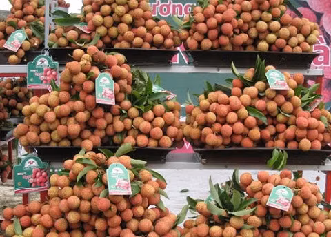 Cần nâng cao chất lượng, tìm đầu ra cho quả vải. Cần nâng cao chất lượng, tìm đầu ra cho quả vải.