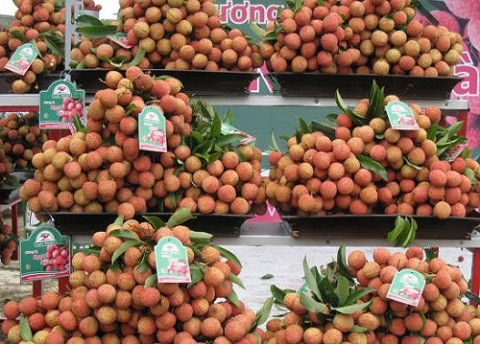 Cần nâng cao chất lượng, tìm đầu ra cho quả vải. Cần nâng cao chất lượng, tìm đầu ra cho quả vải.