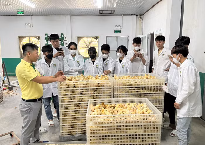 Nhóm sinh viên của Trường Đại học Nông Lâm (Đại học Huế) trong tiết thực hành, thực tập. Ảnh: Nhà trường cung cấp.