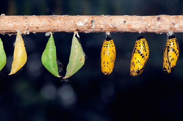 Khỏe hơn nhờ bia, sô cô la, rượu vang và... chuyện ấy ảnh 4