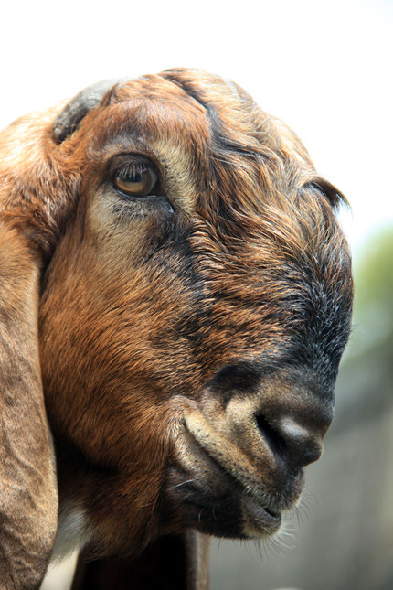 ... là nước mắt của những con dê. Cuộc đời vẫn vậy, sinh - diệt trong vòng quay quan hệ các loài!