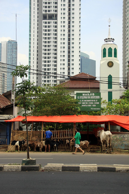 Chuồng dê dưới chân những tòa cao ốc.