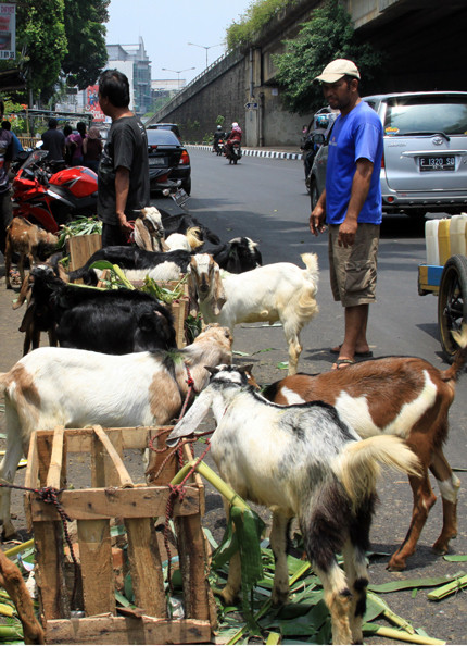 Đại lộ dê bắt đầu từ dưới chân cầu vượt ở ngã tư Karet Pasar Baru Barat. Những chú dê "đập hộp" này vừa được đưa ra khỏi thùng gỗ.