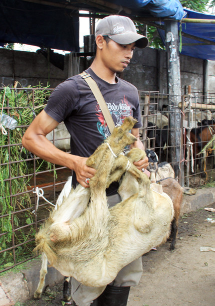 Một con dê bị thương lái trói chân nhấc lên, kêu la thảm thiết.