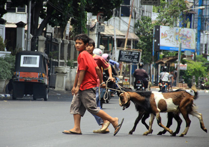 Dê được đám trẻ dắt đi... dạo phố.