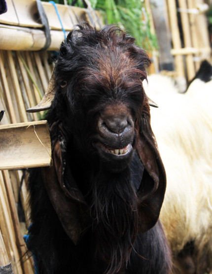 Tôi từng biết, có một Quảng Châu coi loài dê là biểu tượng thiêng. Nhưng ở Jakarta, chúng đơn giản chỉ là loài lấy thịt.