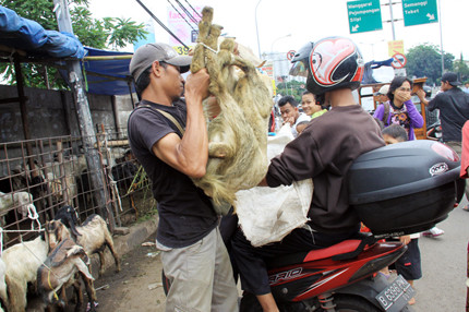 Nó được đặt trong lòng một người ngồi sau xe máy. Sau đó, được chở tới nhà hàng.