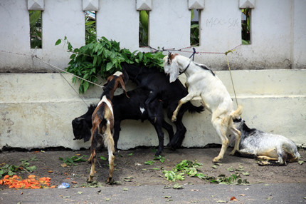 Và dê không ngần ngại... sinh hoạt bầy đàn ngay trên đường phố.