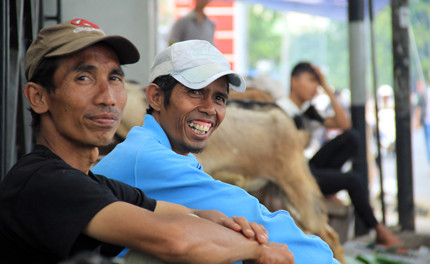 Nụ cười của những thương lái khi buổi sớm đã bán được nhiều dê...