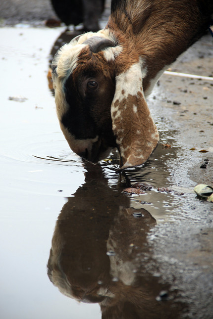 Dê uống những vũng nước đọng trên đường.
