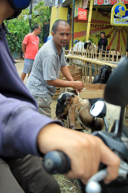 Mỗi con dê có giá trung bình từ 300 đến 500 nghìn Rp (từ 2 triệu đến 3 triệu tiền Việt Nam).