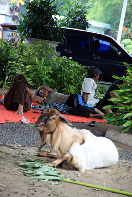 Dê nằm... cạnh người dưới gầm cầu.