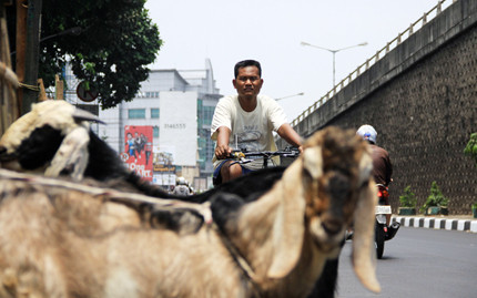Dê lấn chiếm lòng đường.