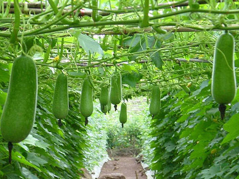 Bí đao tốt cho người muốn giảm cân.