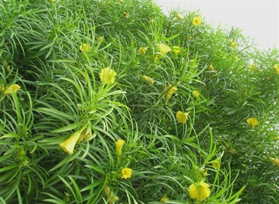 Cây thông thiên (hạt, lá, hoa, vỏ cây đều có chứa chất độc)