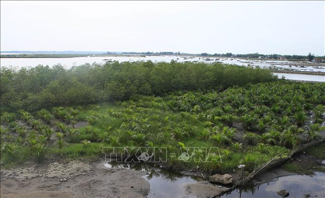 Điều chỉnh Đề án bảo vệ và phát triển rừng ven biển (Ảnh minh họa: TTXVN). Điều chỉnh Đề án bảo vệ và phát triển rừng ven biển (Ảnh minh họa: TTXVN).