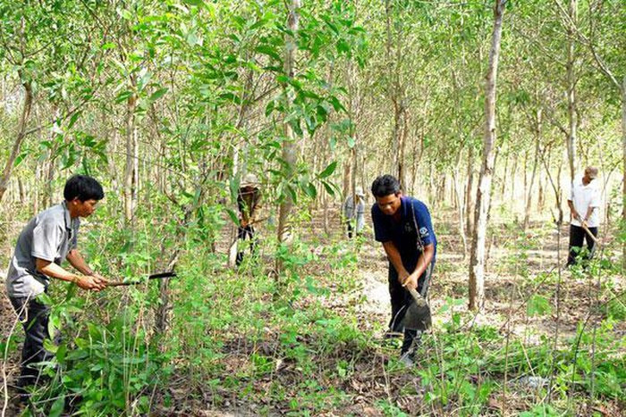 Hỗ trợ gạo cho đồng bào dân tộc thiểu số chăm sóc, bảo vệ rừng (Ảnh minh họa: Báo Giao Thông). Hỗ trợ gạo cho đồng bào dân tộc thiểu số chăm sóc, bảo vệ rừng (Ảnh minh họa: Báo Giao Thông).