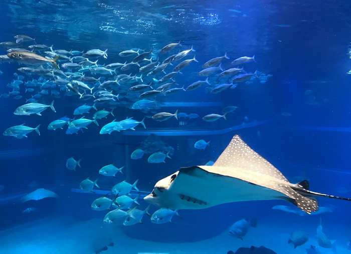 Thủy cung có gần 600 loài sinh vật. Thủy cung có gần 600 loài sinh vật.