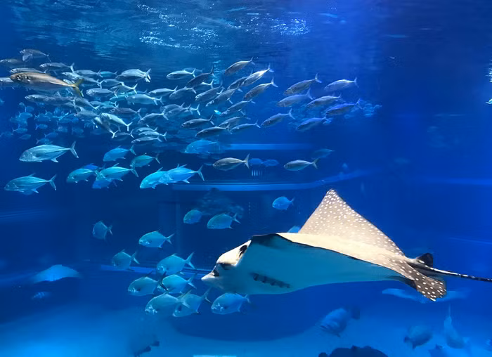 Thủy cung có gần 600 loài sinh vật.