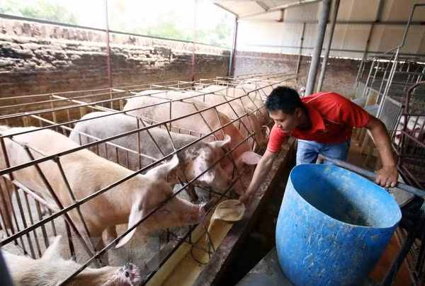 Siết chặt kiểm tra, giám sát sử dụng thuốc trong chăn nuôi. ảnh minh họa: TTXVN. Siết chặt kiểm tra, giám sát sử dụng thuốc trong chăn nuôi. ảnh minh họa: TTXVN.